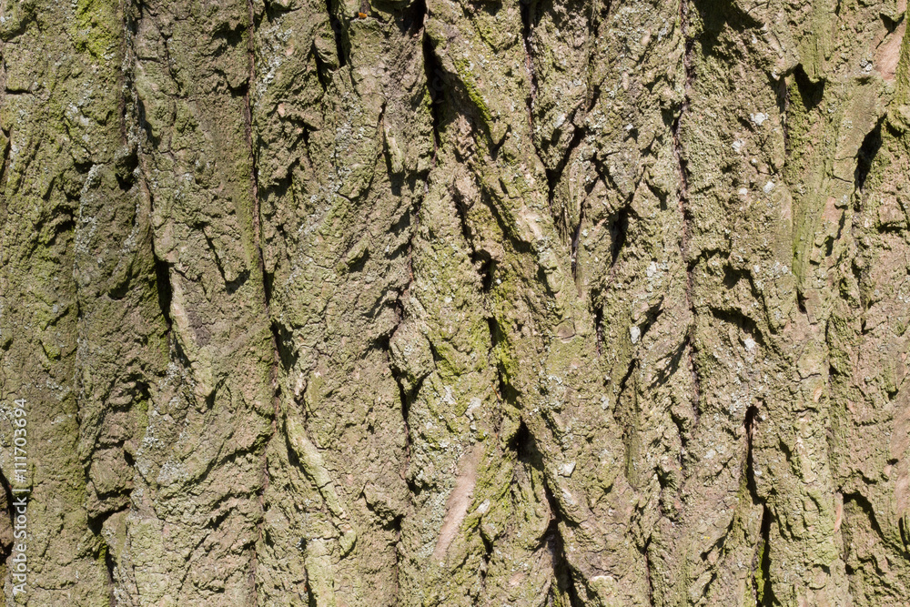 Bark of Tree. Background Bark of Tree. Background