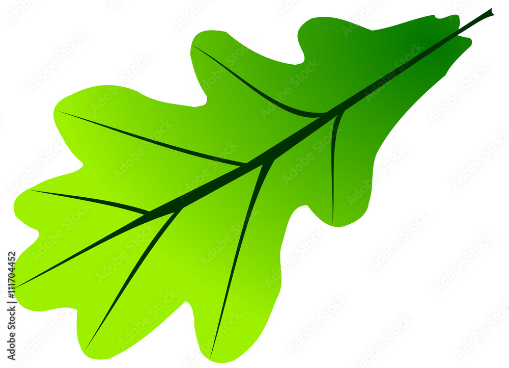 oak,Quercus robur Stock-Vektorgrafik | Adobe Stock