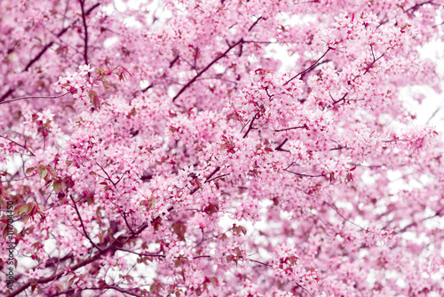 Sakura. Cherry Blossom in Springtime. Beautiful Pink Flowers