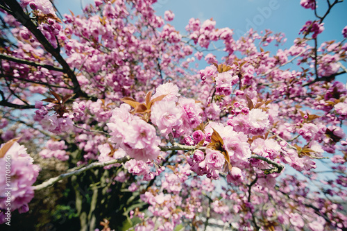 Cerisier du japon en fleur