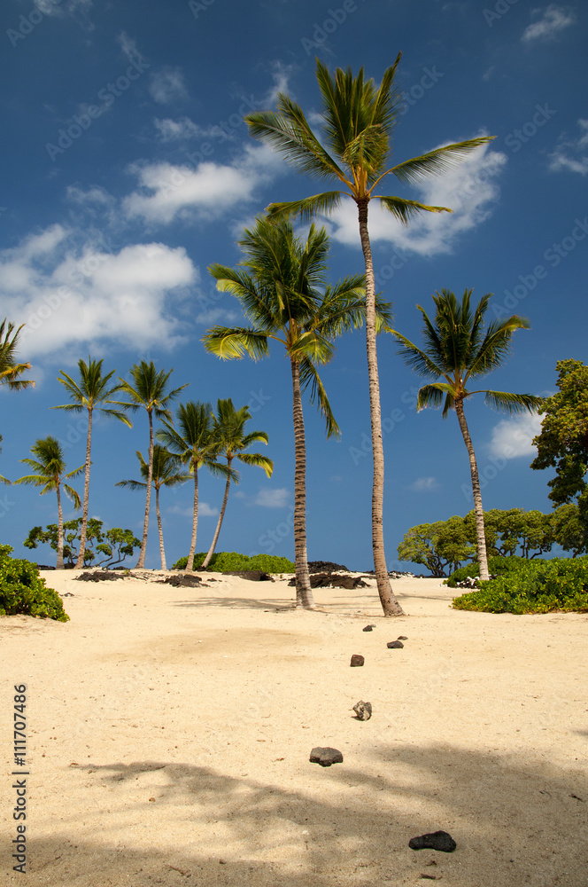 Hawaiian beach / Beautiful sand beach with lots of palm trees at Hawaii Hawaiian beach / Beautiful sand beach with lots of palm trees at Hawaii