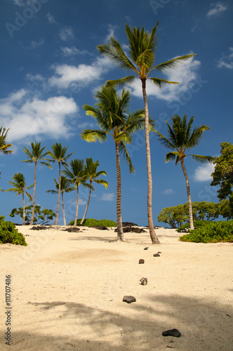 Fototapeta Naklejka Na Ścianę i Meble -  Hawaiian beach / Beautiful sand beach with lots of palm trees at Hawaii