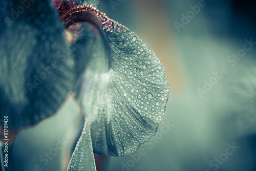 Fototapeta Naklejka Na Ścianę i Meble -  iris flower leaf with rain drops at abstract background