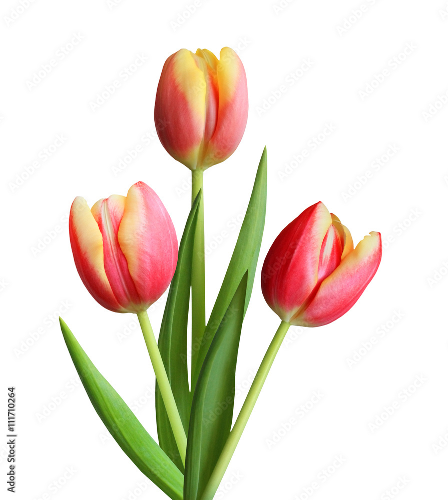 Obraz premium Tulips