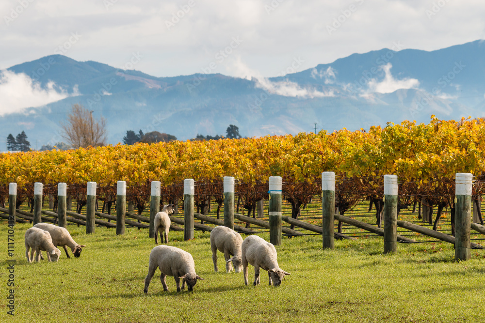 Obraz premium sheared sheep grazing in autumn vineyard with mountains in background