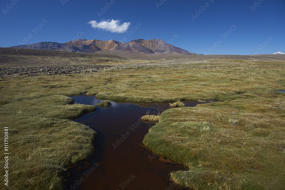 The altiplano, around 4000 metres above sea level, in Lauca National Park, Chile. In the foreground is a wetland area known locally as a bofedal, beyond are the colourful slopes of an extinct volcano.