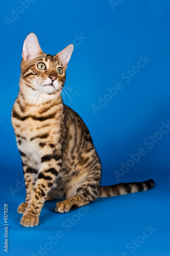 Striped red cat on a blue background bengal