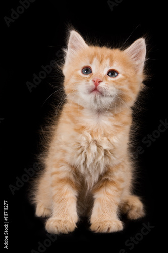 Touching ginger kitten on a black background