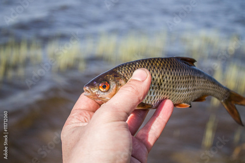 fish roach in the hand of angler