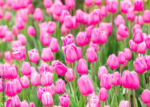 beautiful pink tulips in flower garden