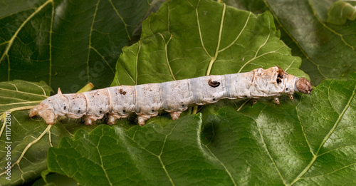 Silkworms on Mulberry leaves