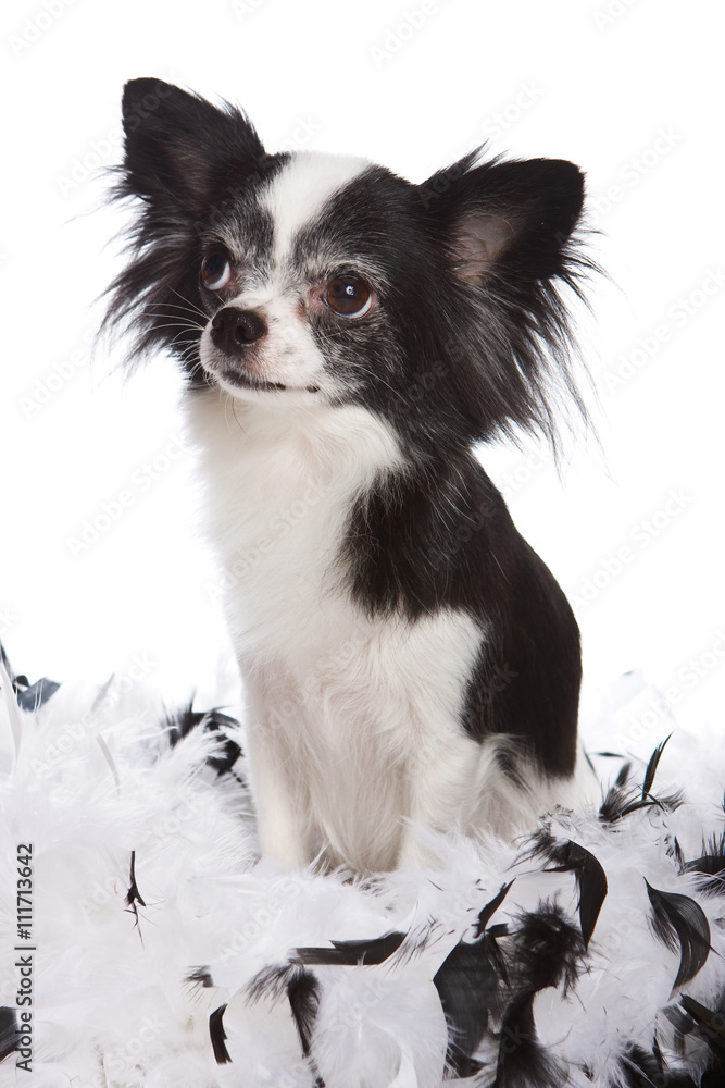 Chihuahua puppy and feathers (isolated on white) Chihuahua puppy and feathers (isolated on white)