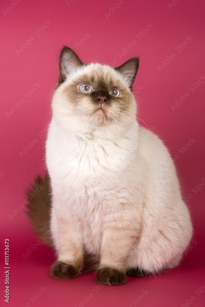 Fluffy brown cat on a red background