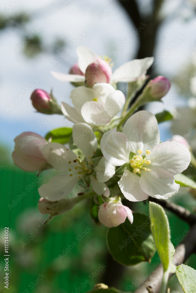 Obraz premium apple flowers