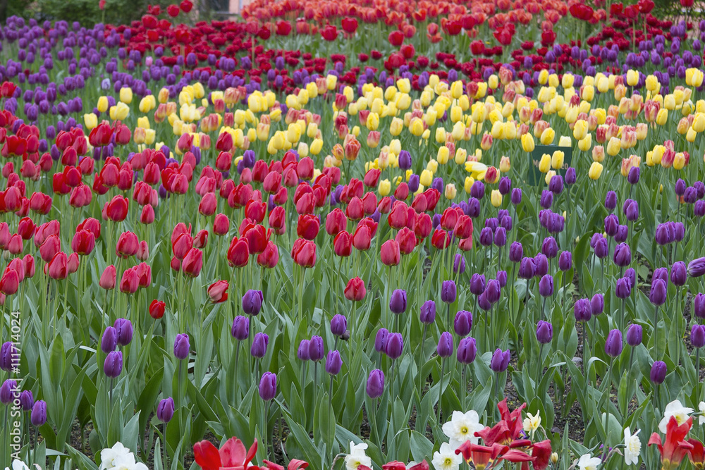 Field of beautiful bright tulips