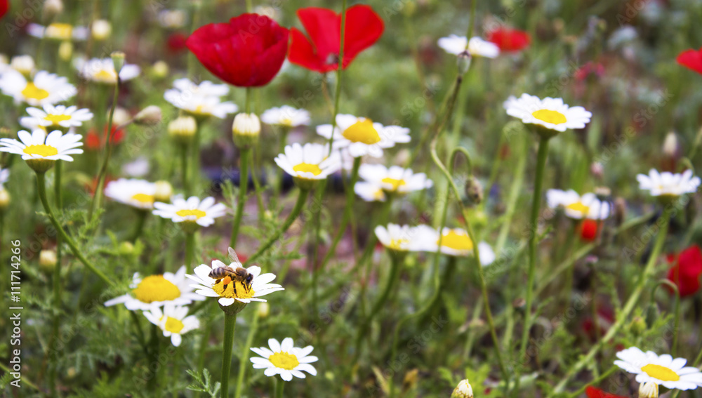 A bee working on flower field (poppy and daisy field)