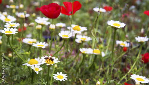 Fototapeta Naklejka Na Ścianę i Meble -  A bee working on flower field (poppy and daisy field)