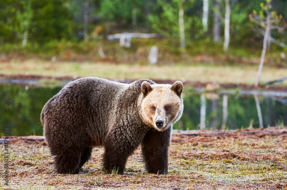 Fototapeta premium Brown bear in the forest