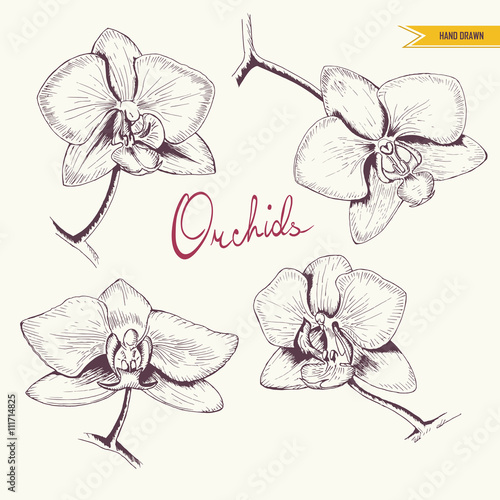 Set of Orchids. Hand drawn isolated orchids.