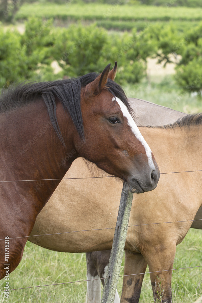 Fototapeta premium the grass in always greener