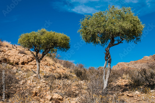 Bäume im Naukluft-Gebirge; Namibia