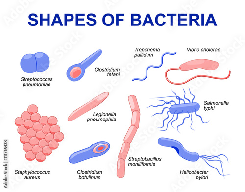 Common bacteria infecting human