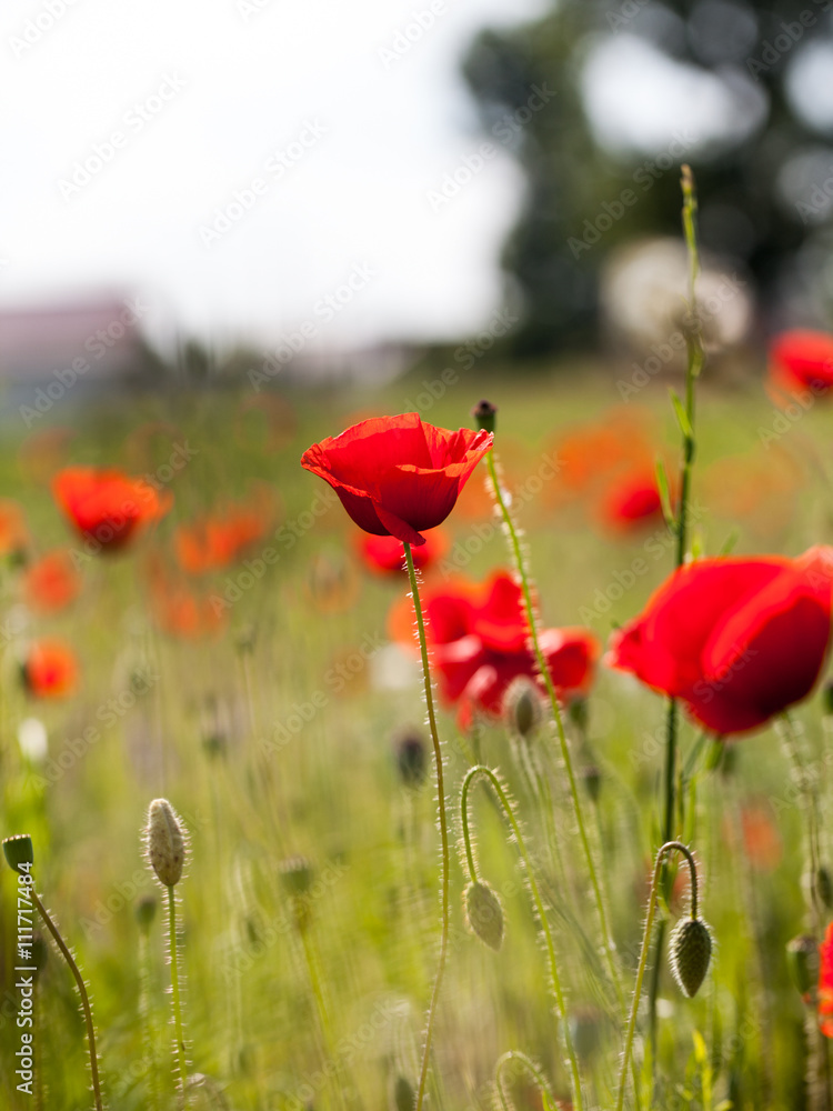 Fototapeta premium Field with poppies (Papaver rhoeas)