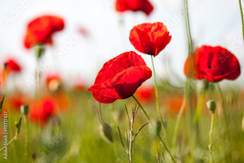 Field with poppies  Papaver rhoeas 