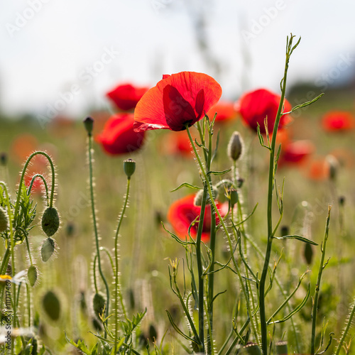 Field with poppies (Papaver rhoeas)