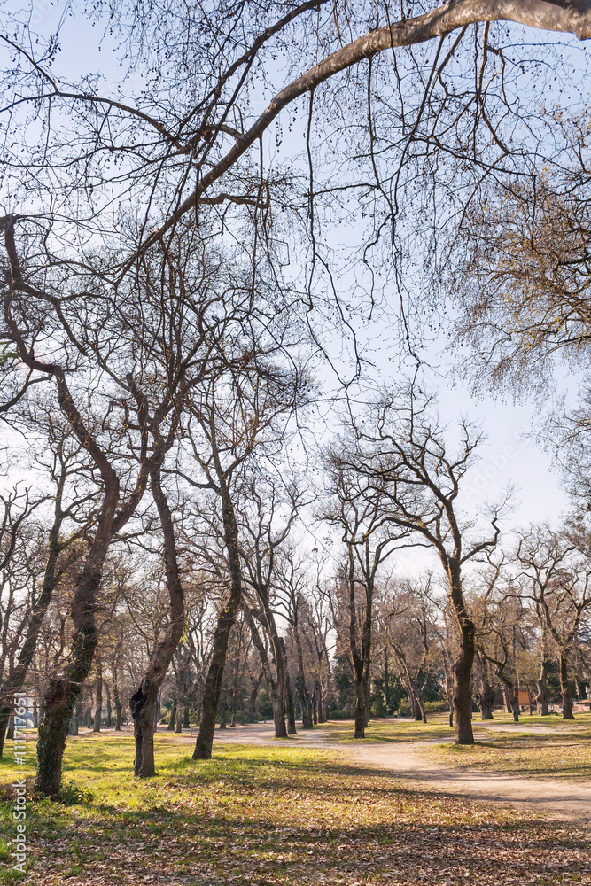 Trees in winter