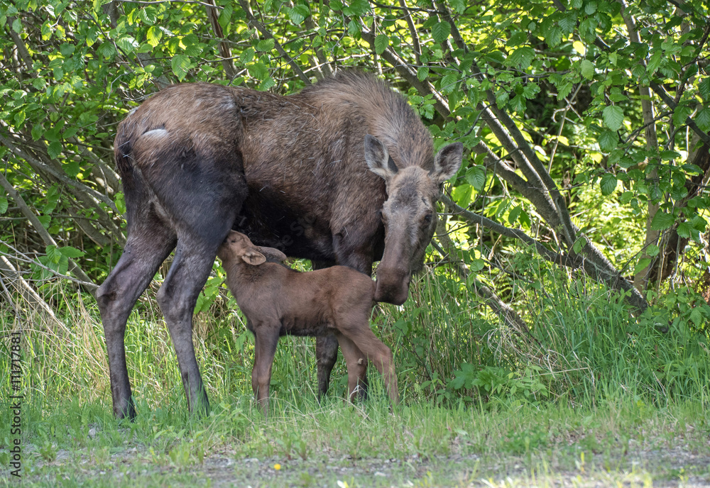 Fototapeta premium Moose Calf Feeding