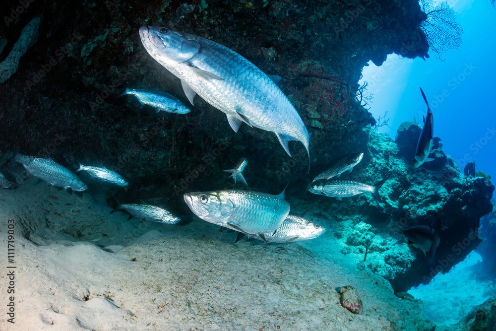 Fototapeta premium Tarpon on a coral reef