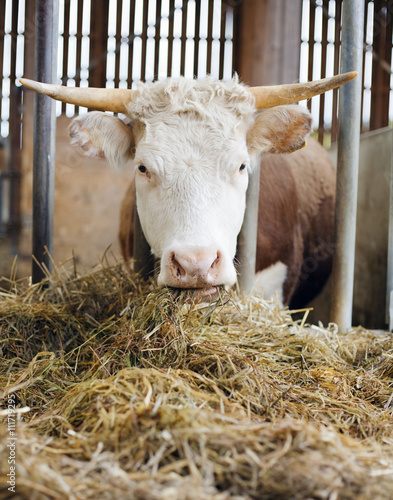 A cow in a stall, Sweden. photo