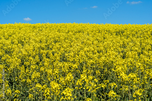 Rapsfeld in voller Pracht  © Tom Zander