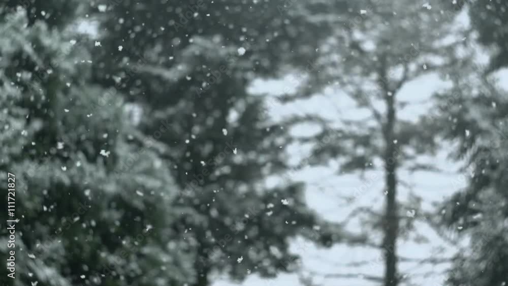 Snow Falling High Shutter Speed
Snow Falling High Shutter Speed