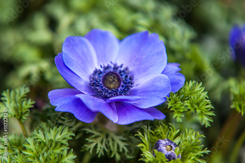Blue Anemone close up
