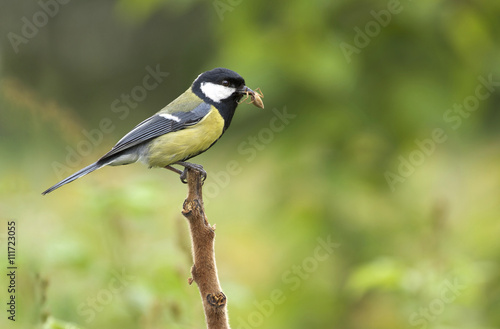 Great tit, on a branch with spider in beak