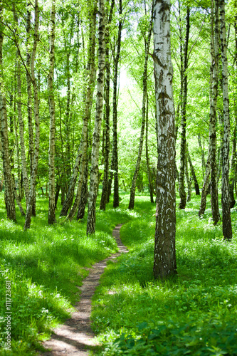 Birch trees with grass and pathway