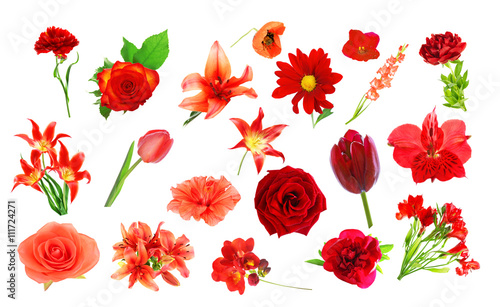 Collage of red color flowers  isolated on white