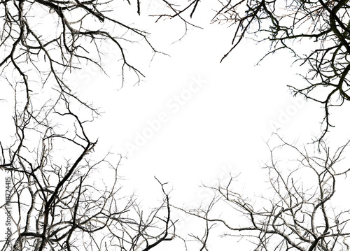 Leafless tree branches, isolated on white