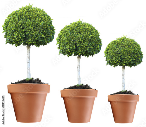 Row of trees growing in size, isolated on white