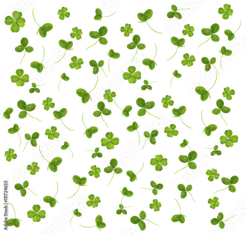 Clover leaves  isolated on white