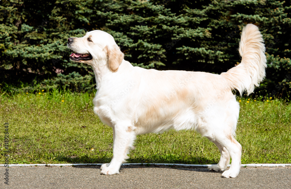 Labrador Retriever yellow with big tail. Labrador Retriever is in the