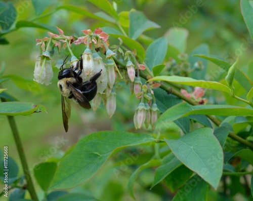 Bumble bee pollinating fruit blueberry blossom buds.