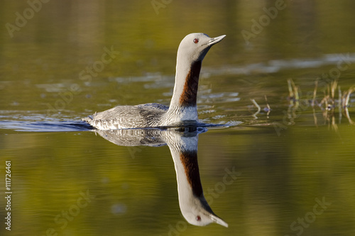 Red-throated loon in water, Sweden. photo