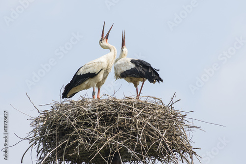 Storks in the nest