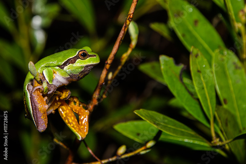 Pine Barrens Treefrog