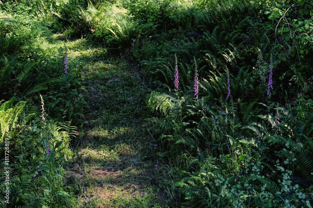 Foxglove flowers glowing in the forest light Foxglove flowers glowing in the forest light