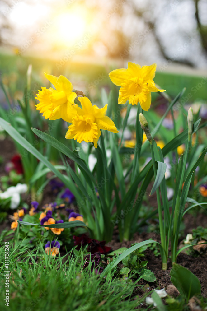 Obraz premium Beautiful narcissus