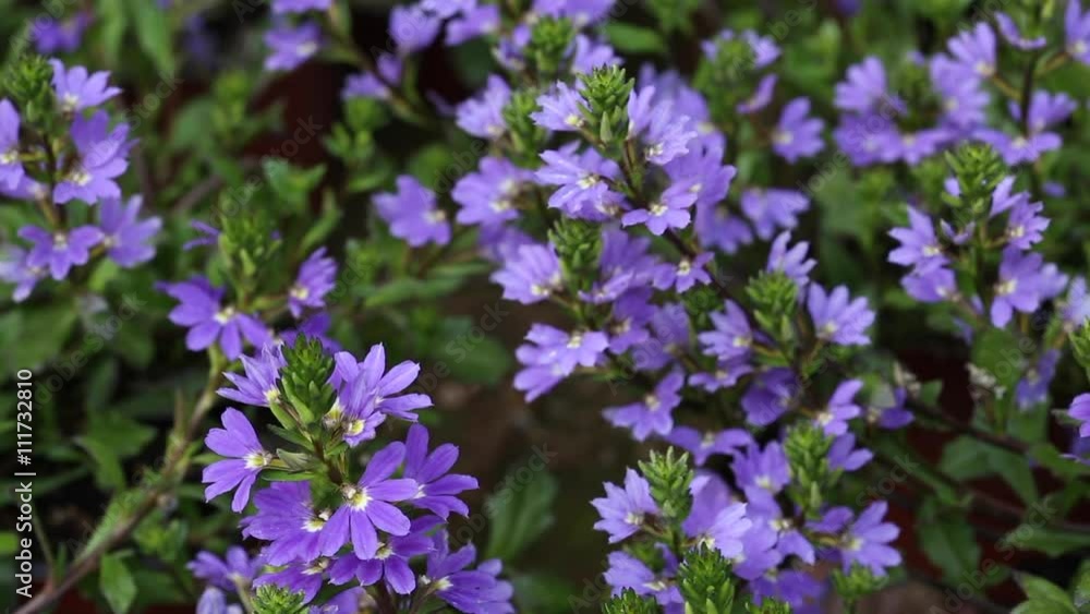 Scaevola aemula flowers and leaves Scaevola aemula flowers and leaves